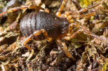 Media type: image;   Invertebrate Zoology 131135